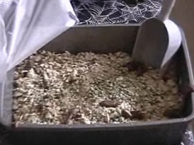 The Better Cat Litter Cake Halloween Recipes
