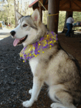 Meekah wearing a costume collar.